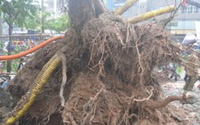 Nhiều cây xanh Hà Nội bị ngã đổ