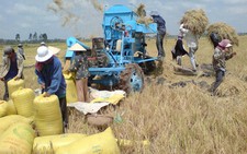 Giá lúa gạo tiếp tục tăng