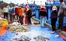 Trúng 2 tấn hải sâm, một tàu cá 
