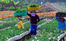 Muôn hồng nghìn tía hoa Sa Đéc 