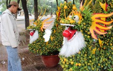 Hoa kiểng đang tràn Sài Gòn