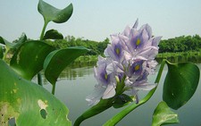 6 sinh vật ngoại lai nguy hiểm ở Việt Nam