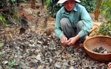 Tết buồn ở vùng hồ tiêu
