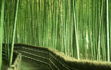Để măng vững vàng thành tre