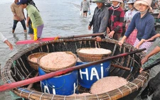 Ngư dân ven biển Bạc Liêu trúng đậm vụ ruốc đầu năm