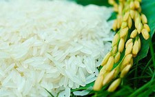 Gạo sạch Hoa Lúa góp phần hạn chế bệnh hiểm nghèo