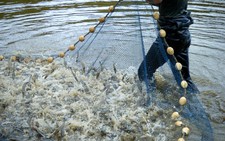 Chấn chỉnh việc lạm dụng dùng kháng sinh trong nuôi tôm