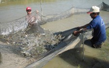 Giá tôm giảm mạnh khiến nông dân ở Cà Mau lao đao