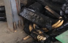 Cả tấn ngà voi 