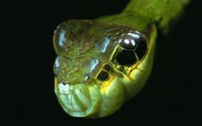 Kì thú sâu bướm 