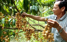 Dội chợ, giá trái cây giảm mạnh