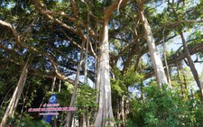 Cây đa 800 năm tuổi thành cây di sản