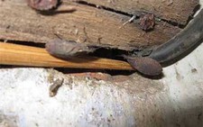 5 cách phòng chống bọ xít hút máu người