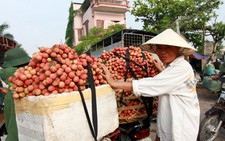 Vải thiều được mà mất!