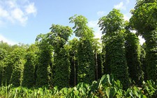 Cần ngăn chặn việc phá rừng lấy gỗ làm trụ tiêu ở Đắk Lắk