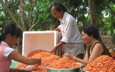 Đặc sản tôm khô Trà Vinh đứng trước nguy cơ 