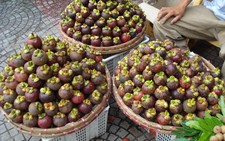 Giá măng cụt ở Bến Tre thấp nhất từ trước đến nay