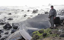 Cá voi xanh - sinh vật lớn nhất Trái đất chết dạt vào biển New Zealand