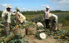 Quả ổi, dứa ở đồng bằng sông Cửu Long tăng giá trở lại