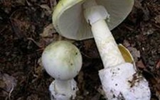 Nấm độc gây suy gan suy thận