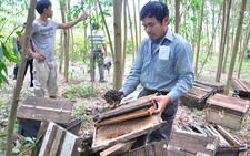 Ong mật không gây hại cho lúa!