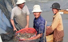Hiệu quả kinh tế cao từ việc nuôi tôm càng xanh mùa lũ