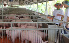 ​Thức ăn chăn nuôi không phải chịu thuế GTGT