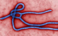 ​Virút Ebola đang biến thể, trở nên 