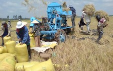 Nông dân Kiên Giang mừng vì lúa, tôm sú nguyên liệu được giá