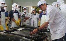 ​Bình Định xây dựng đội tàu khai thác cá ngừ theo chuỗi
