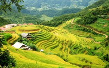 Mùa vàng Mù Cang Chải
