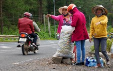 ​Hồng Đà Lạt lại rớt giá