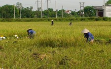 ​Canh tác hộ gia đình: Nuôi sống thế giới, bảo vệ trái đất