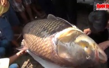 ​Clip Bắt được cá hô gần 130kg trên sông Đồng Nai