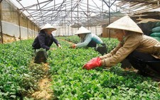 ​Cần chiến lược dài hạn để thu hút vốn FDI vào nông nghiệp