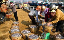 ​Được mùa cá cơm, vui cả ngư dân lẫn nhà sản xuất