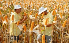 ​Công nhận an toàn sinh học thêm 2 giống ngô biến đổi gene