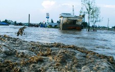​Triều cường gây ngập nặng toàn tuyến ven biển Cà Mau