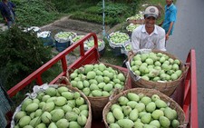 ​Trái cây Việt lũ lượt... xuất ngoại