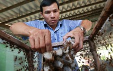 Khá lên nhờ nuôi 