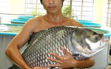 Khá lên nhờ nuôi 