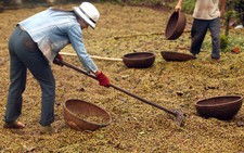 Cà phê thế giới thiếu hụt nghiêm trọng nhất trong 9 năm