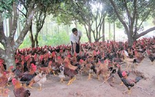 ​Thái Nguyên công bố nhãn hiệu chứng nhận “Gà đồi Phú Bình”