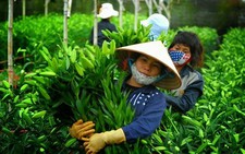 ​Lâm Đồng cung cấp cho thị trường Tết hơn 20 triệu cành lyly