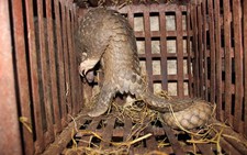 Kinh hoàng lò mổ động vật hoang dã giữa Hà Nội
