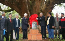 Hai cây long não vua Bảo Đại trồng thành di sản quốc gia