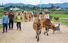 ​Cấp bách phòng chống dịch lở mồm long móng