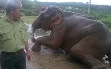 Mua lại voi của dân để làm du lịch