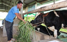 ​Đổ bỏ sữa vì nuôi bò tự phát