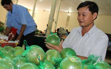 ​Ân nhân của bưởi da xanh